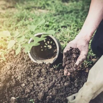 planting