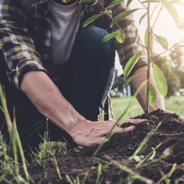 planting a tree